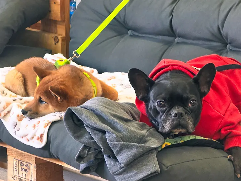Dogs (Haru and Drogo) waiting calmly at the box while their owners train