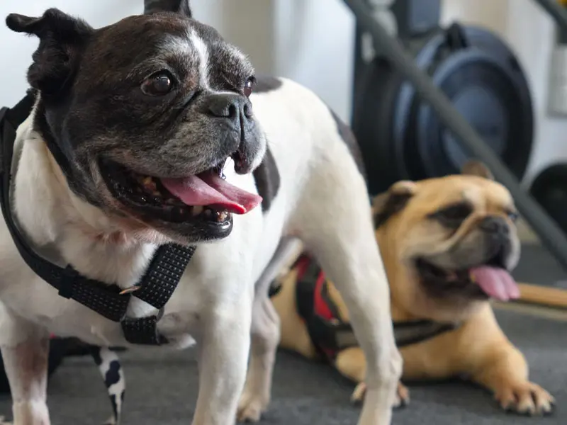 Dogs (Rufus and Lua) belonging to Redfield T&F members